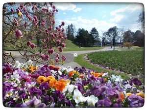Frühlingsbild - Blütenmeer in einem Park mit Navigations-Symbolen für VR-Orientierung